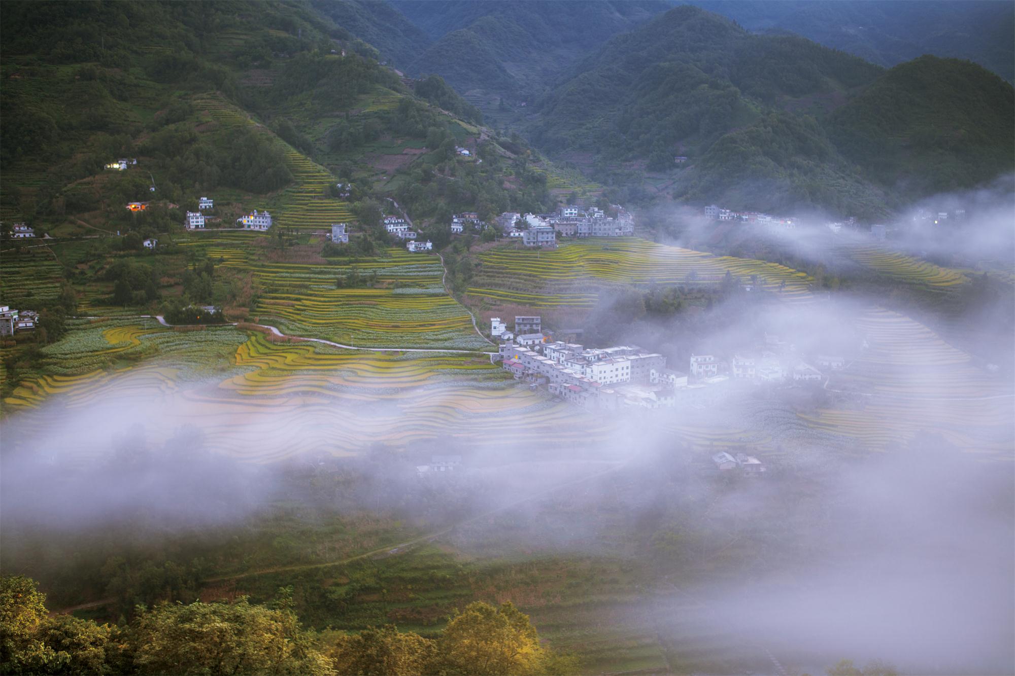 桐乡桂花村景区图片