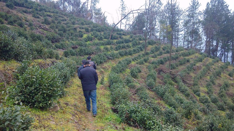 摇凤殿：一座岚皋茶园的“南泥湾”