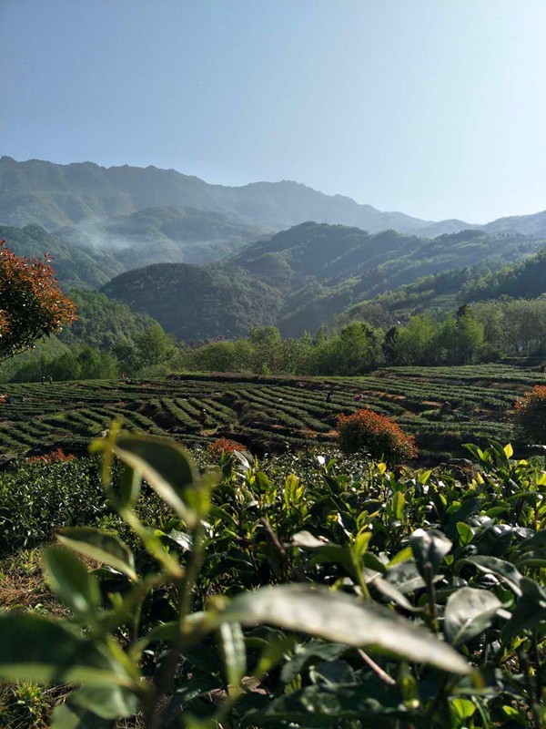 摇凤殿：一座岚皋茶园的“南泥湾”