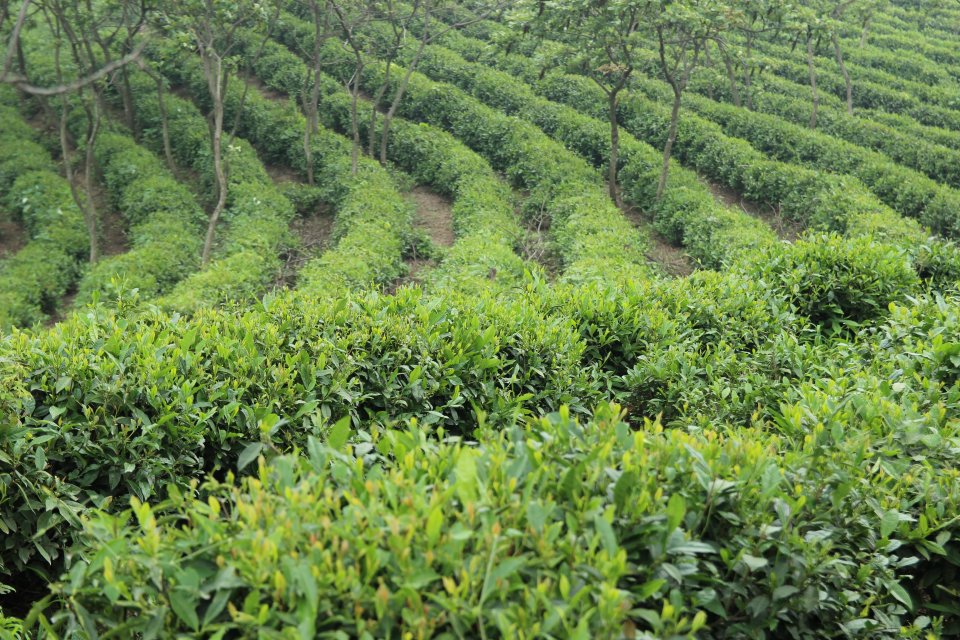 岚皋茶企竞相绽放，“谁”是茶旅融合的典范?   ——6000万订单强势来袭，助力脱贫没商量